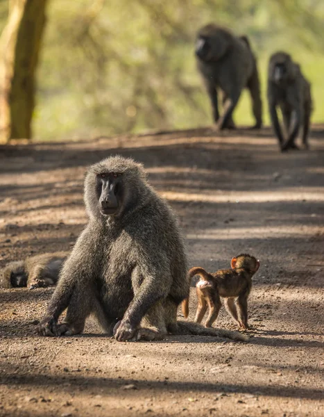 Babuínos macacos perto do Lago Nakuru no Quênia — Fotografia de Stock