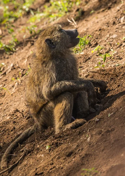 Babuini de maimuță lângă lacul Nakuru din Kenya — Fotografie, imagine de stoc