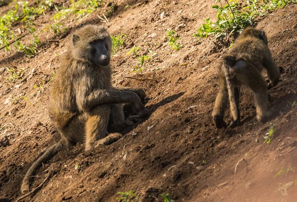 Mono babuinos cerca del lago Nakuru en Kenia — Foto de Stock