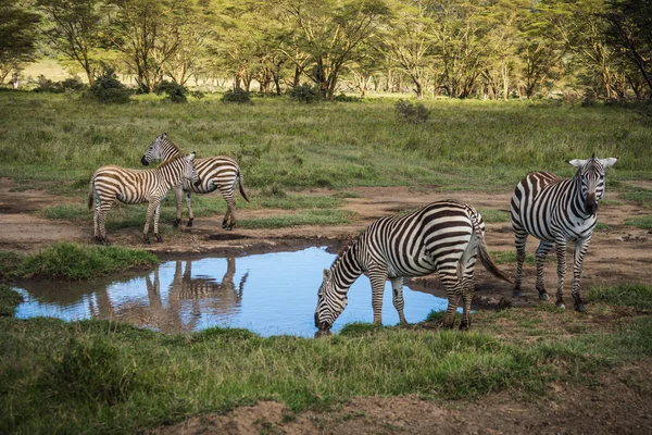 A maszáj Mara Kenya zebrák — Stock Fotó