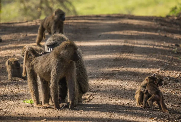 Mono babuinos cerca del lago Nakuru en Kenia — Foto de Stock