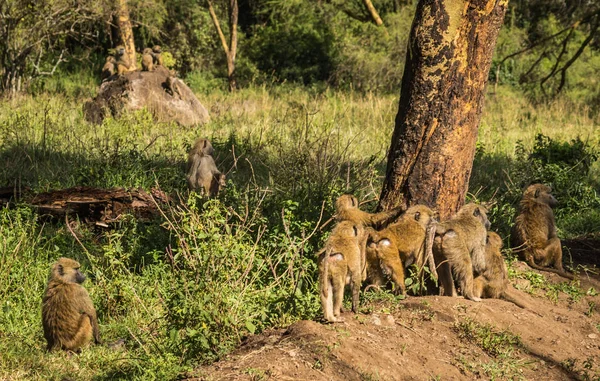 Mono babuinos cerca del lago Nakuru en Kenia — Foto de Stock