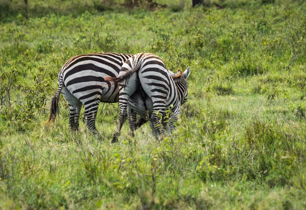Zebras in Masai Mara in Kenya — Stock Photo, Image