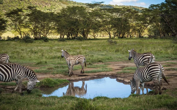 Cebras en Masai Mara en Kenia —  Fotos de Stock