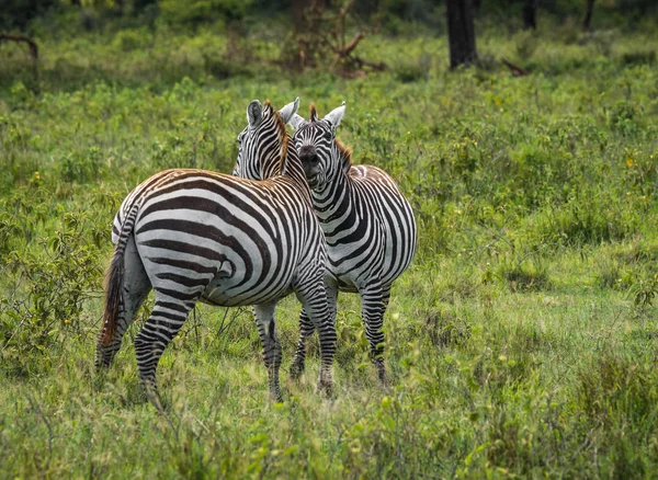 Kenya'daki Masai Mara Zebras — Stok fotoğraf