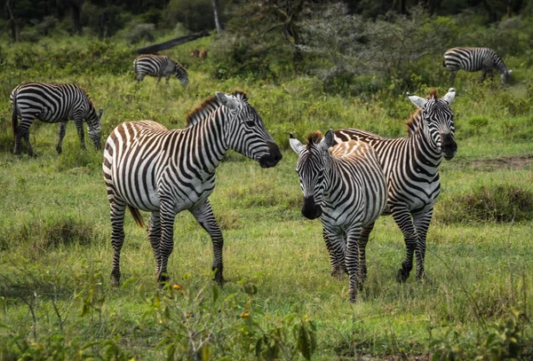 Cebras en Masai Mara en Kenia —  Fotos de Stock