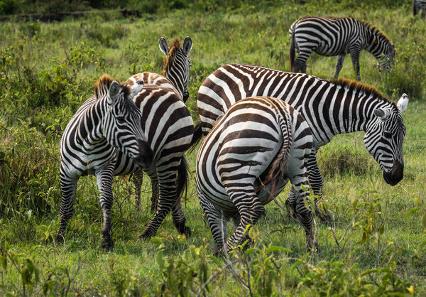 Image of zebras in Masai Mara in Kenya