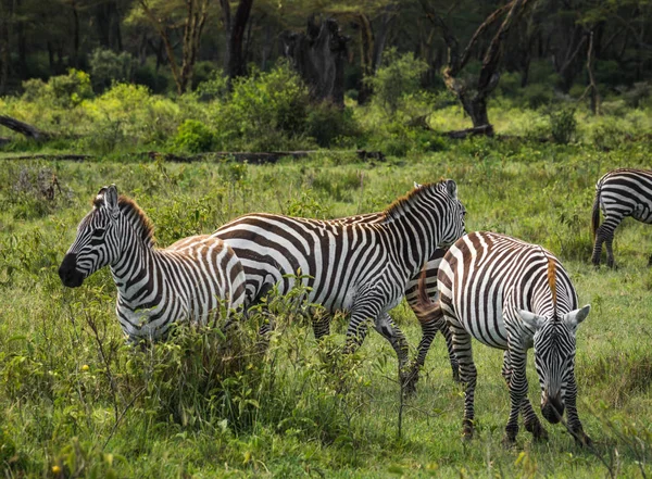 Cebras en Masai Mara en Kenia —  Fotos de Stock