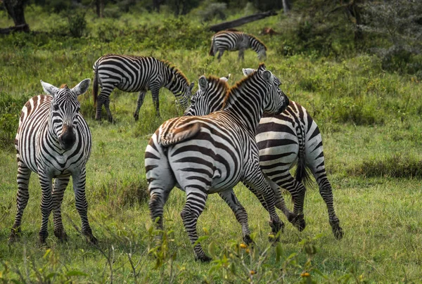 Cebras en Masai Mara en Kenia —  Fotos de Stock