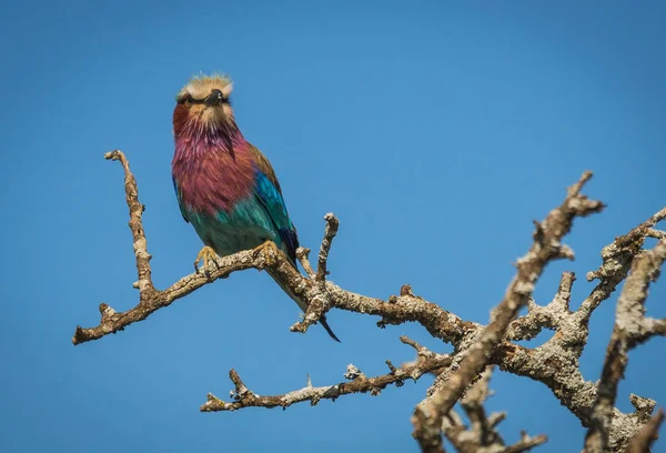 Lila prsy válce v Masai Mara, Kenia — Stock fotografie