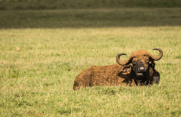 Buffalo från Big Five i Masai Mara i Kenya — Stockfoto