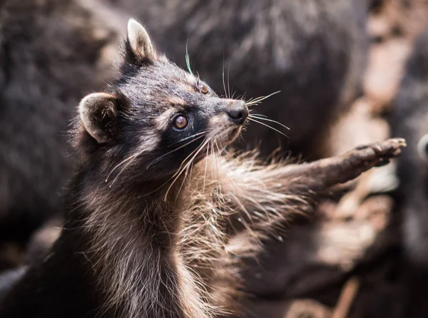 Portrait of a pretty ragged raccoon, Russia — Stock Photo, Image
