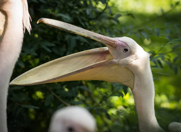 White pelicans in Baltiysk, Kaliningrad region, Russia — Stock Photo, Image