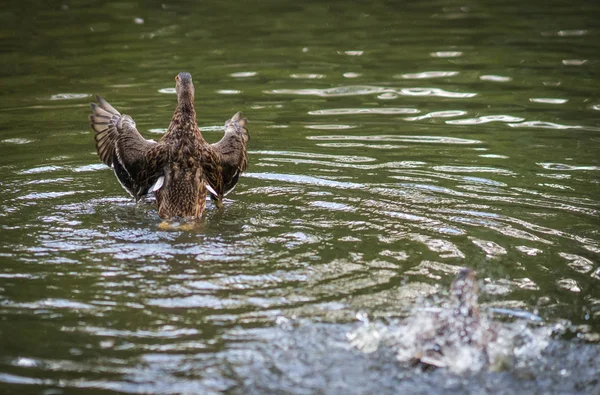 Canards se baignant dans un nuage de pulvérisation dans un étang — Photo