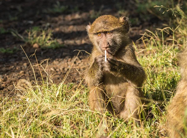 Mono babuinos cerca del lago Nakuru en Kenia — Foto de Stock