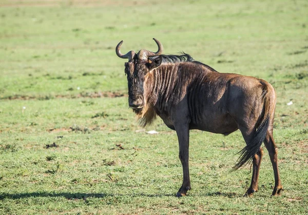 Antelope gnoes in de Masai Mara in Kenia — Stockfoto