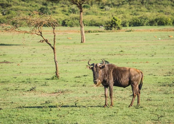 Wildebeest antilope a Masai Mara in Kenya — Foto Stock