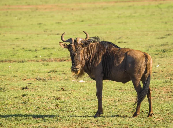 Antelope wildebeest in Masai Mara in Kenya — Stock Photo, Image