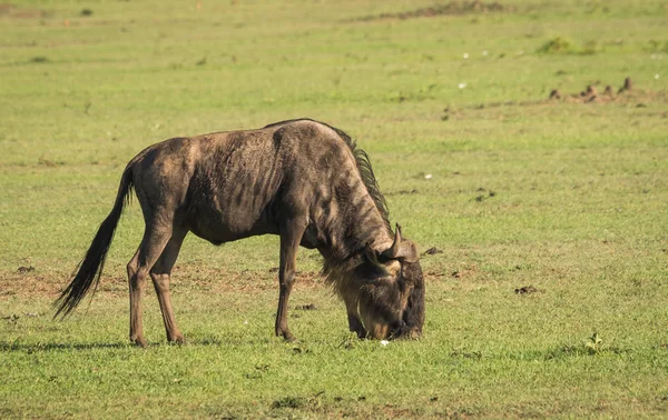 Antylopy GNU w Masai Mara w Kenii — Zdjęcie stockowe