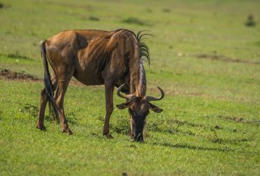 Kenya'daki Masai Mara antilop wildebeest