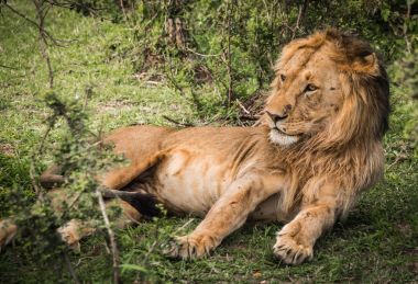 Aslan Kral Masai Mara doğa rezerv Kenya