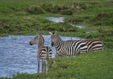 Kenya'daki Masai Mara Zebras