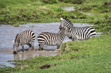 Kenya'daki Masai Mara Zebras