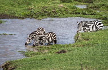 Kenya'daki Masai Mara Zebras