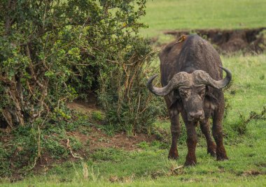 Kenya'daki Masai Mara büyük beş Buffalo'dan