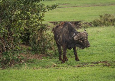 Kenya'daki Masai Mara büyük beş Buffalo'dan