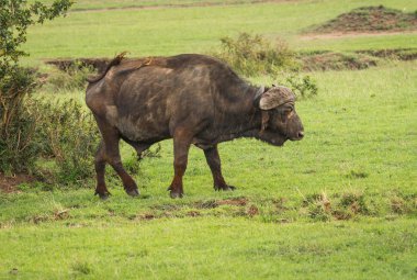 Kenya'daki Masai Mara büyük beş Buffalo'dan