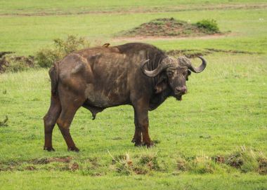 Kenya'daki Masai Mara büyük beş Buffalo'dan