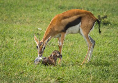Antilop Thompson ve yeni doğan bebeği Masai Mara, Kenya