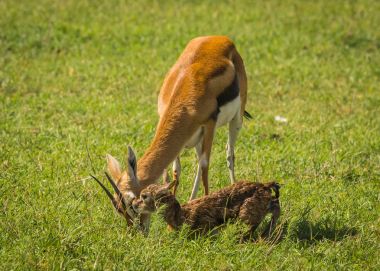 Antilop Thompson ve yeni doğan bebeği Masai Mara, Kenya
