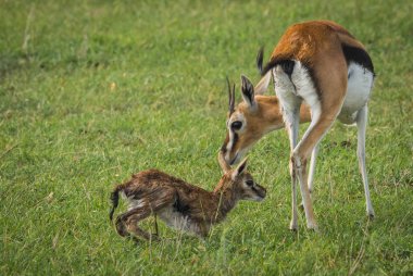Antilop Thompson ve yeni doğan bebeği Masai Mara, Kenya