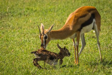 Antilop Thompson ve yeni doğan bebeği Masai Mara, Kenya