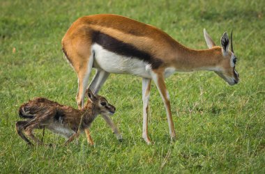Antilop Thompson ve yeni doğan bebeği Masai Mara, Kenya