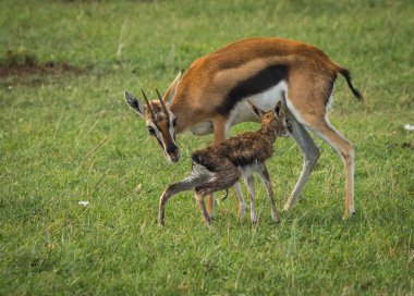Antilop Thompson ve yeni doğan bebeği Masai Mara, Kenya