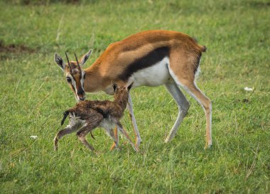 Antilop Thompson ve yeni doğan bebeği Masai Mara, Kenya