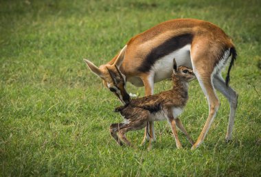 Antilop Thompson ve yeni doğan bebeği Masai Mara, Kenya