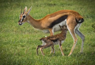 Antilop Thompson ve yeni doğan bebeği Masai Mara, Kenya