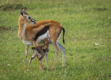 Antilop Thompson ve yeni doğan bebeği Masai Mara, Kenya