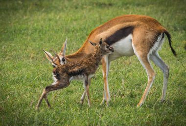 Antilop Thompson ve yeni doğan bebeği Masai Mara, Kenya