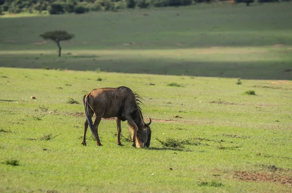 Antelope wildebeest in Masai Mara in Kenya — Stock Photo, Image