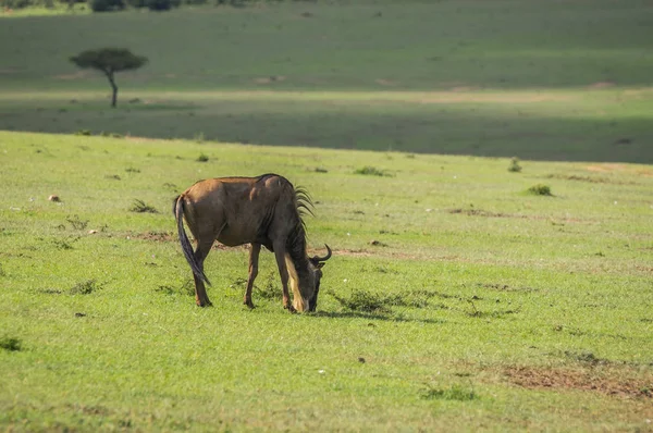 Kenya'daki Masai Mara antilop wildebeest