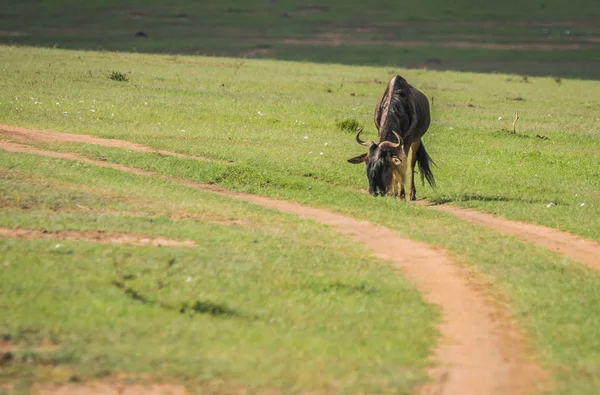 Kenya'daki Masai Mara antilop wildebeest