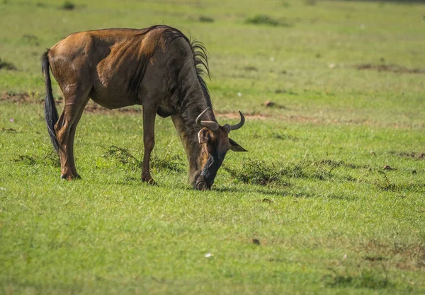 Wildebeest antilope a Masai Mara in Kenya — Foto Stock