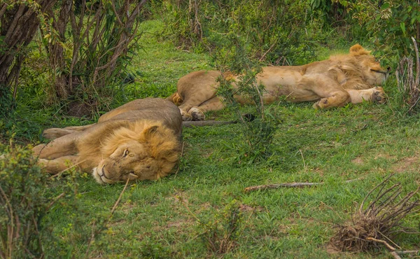 Король-Лев в Масаї Мара природи заповідника в Кенії — стокове фото