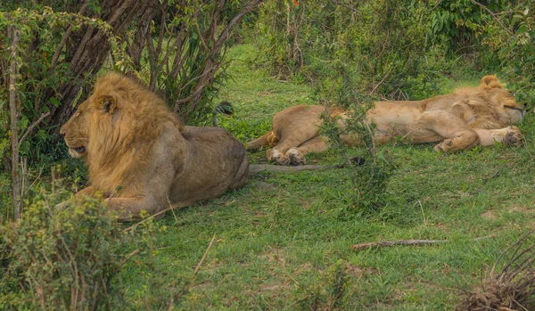 Rey León en la reserva natural Masai Mara en Kenia —  Fotos de Stock