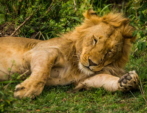 Король-лев в заповеднике Масаи Мара в Кении — стоковое фото